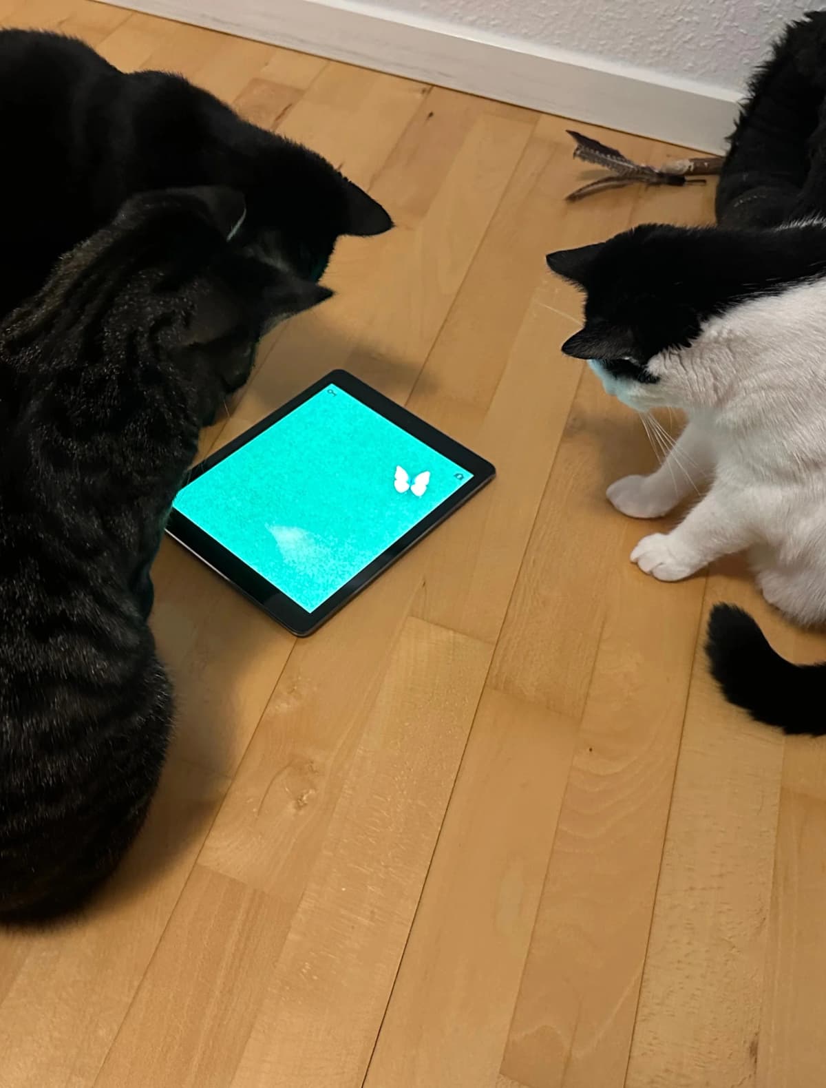 To katte der kigger på en tablet på gulvet - perfekt illustration af moderne teknologi og katte-engagement