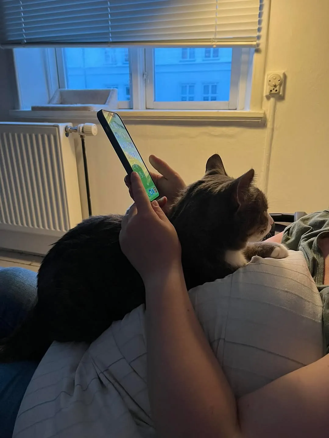 Findus ligger afslappet på sin ejers bryst mens personen bruger telefonen - en gråstribet kat nyder nærheden i hjemmets trygge atmosfære