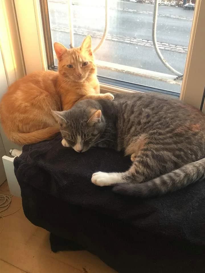 Alba og Findus slapper af sammen ved vinduet - den røde kat Alba ligger oven på den gråstribede Findus på en sort pude i solskin
