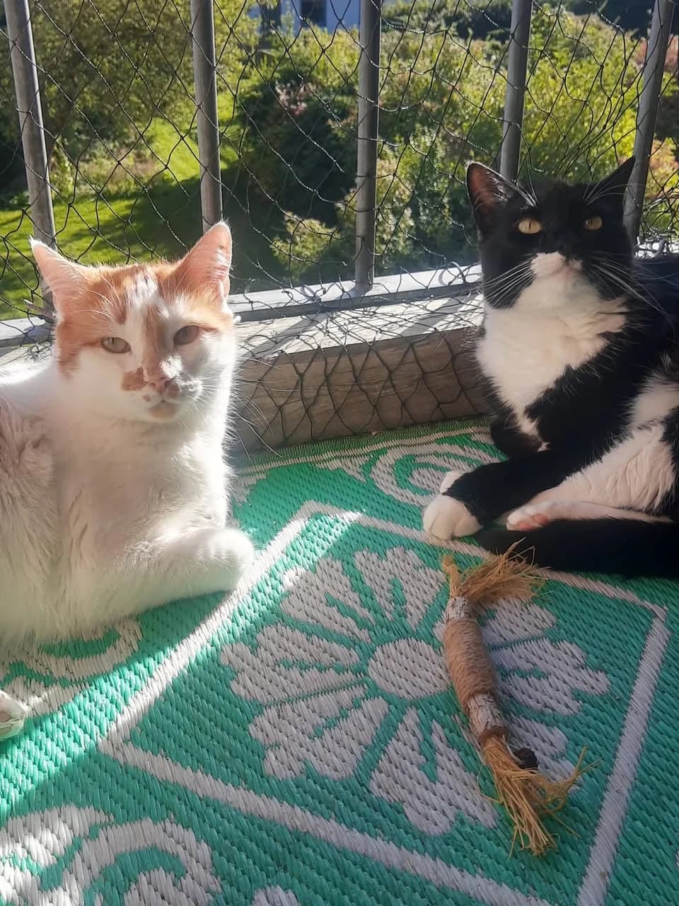 Asta og Hector sidder sammen på en solrig altan med kattenet, på et grønt mønstret tæppe med et kattelegetøj mellem dem