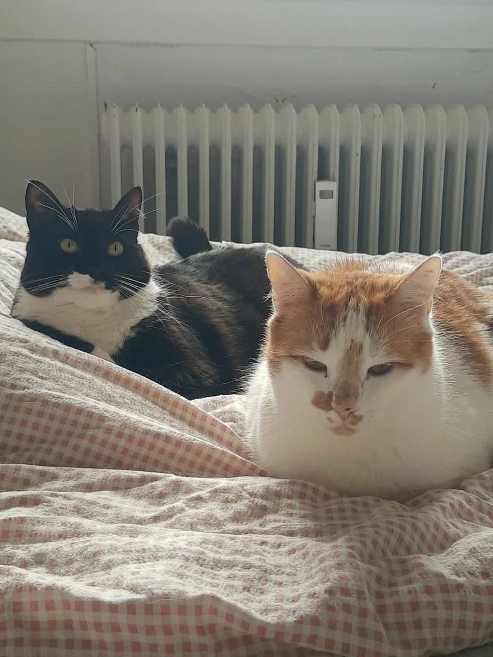 Asta og Hector ligger sammen på en seng med ternet sengetøj foran en hvid radiator – en sort-hvid tuxedo kat og en hvid-orange kat hygger sig side om side