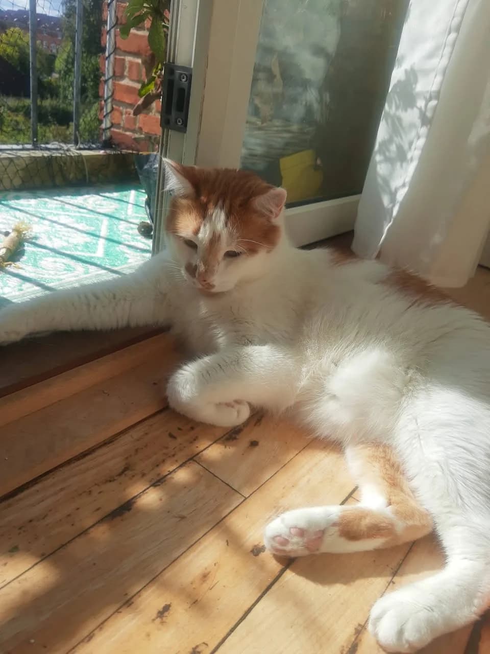 Den hvid-orange kat nyder solen på trægulvet ved en glasdør, afslappet og tilfreds