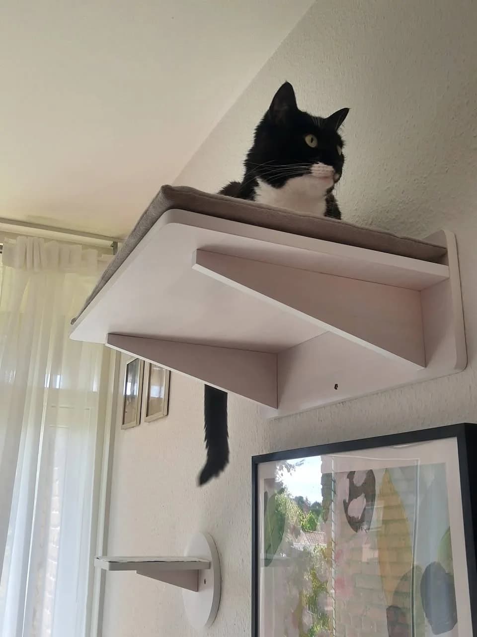 Den sort-hvide tuxedo kat ligger på en væghængt kattehylde højt oppe i stuen og kigger ned med halen dinglende