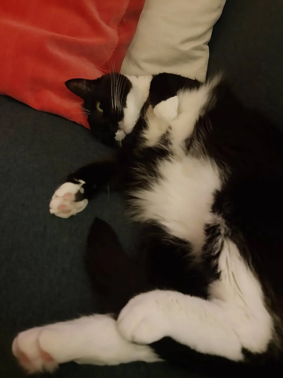 Den sort-hvide tuxedo kat ligger på ryggen på en mørk sofa med røde puder og viser sin fluffy hvide mave