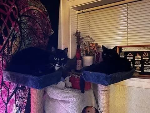 Baghera og hans sorte katteven sidder side om side på klatretræet i deres nye hjem