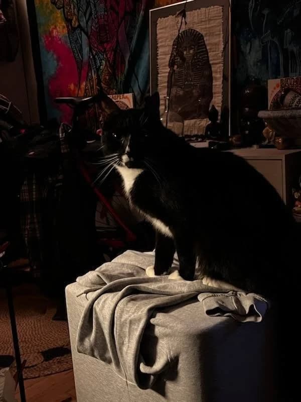 Baghera sidder i sollys på en grå trøje med farverige vægdekorationer i baggrunden