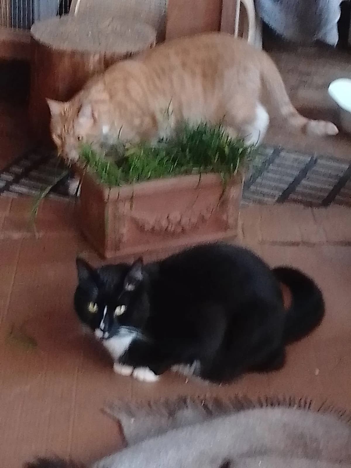 Baghera ligger afslappet på gulvet mens en orange kat spiser kattegræs i baggrunden