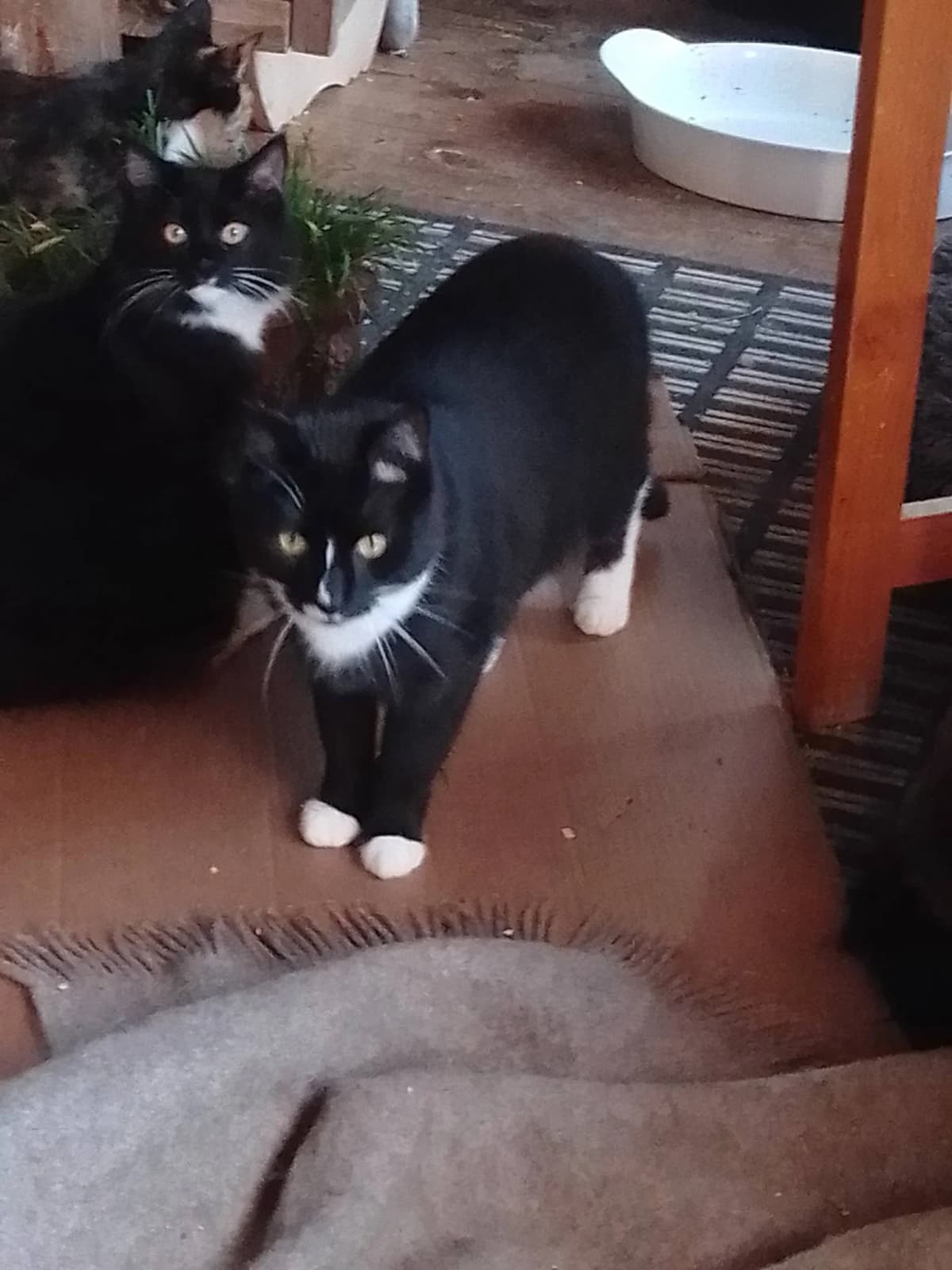 Baghera står og kigger nysgerrigt op med en skildpaddekat i baggrunden