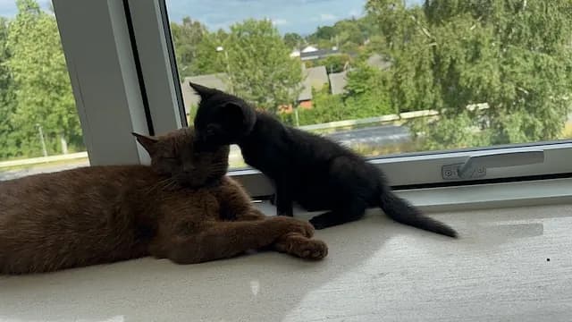 Brune med sine 5 killinger