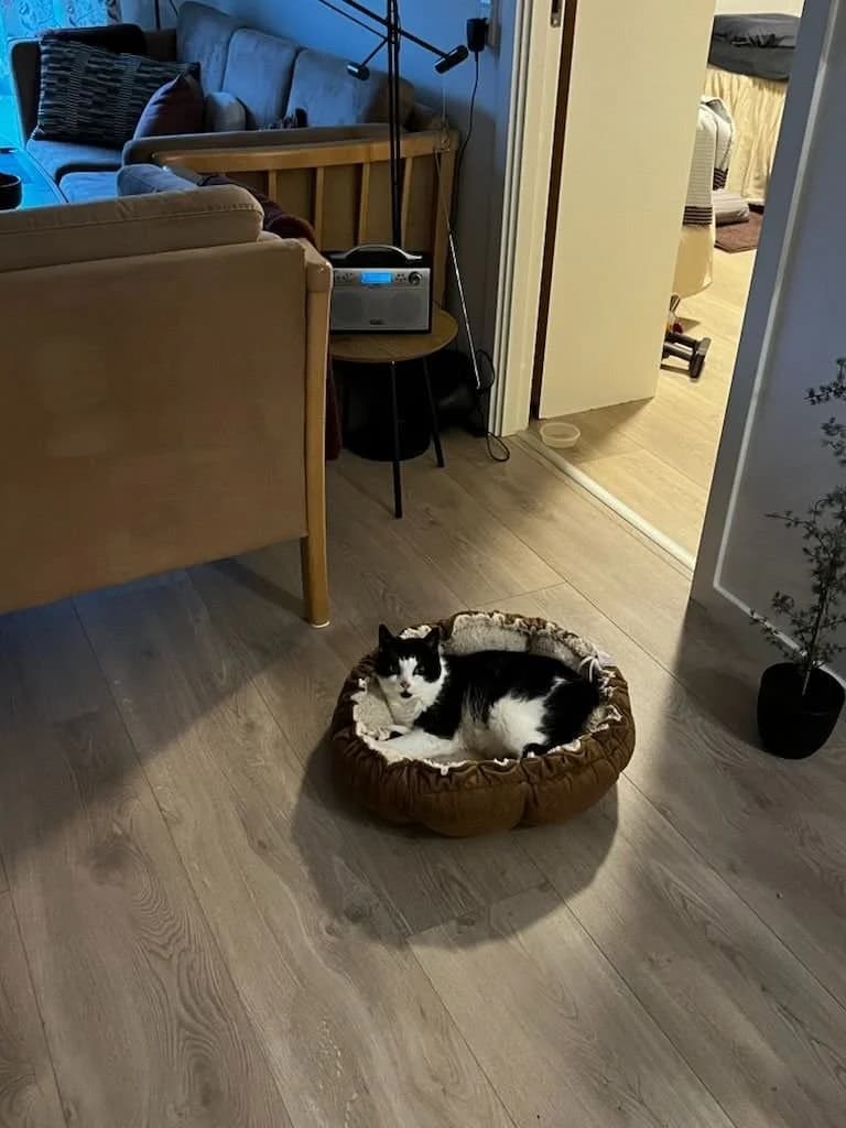 Chess - sort og hvid kat ligger afslappet i brun kattekurv på trægulv i sit nye hjem