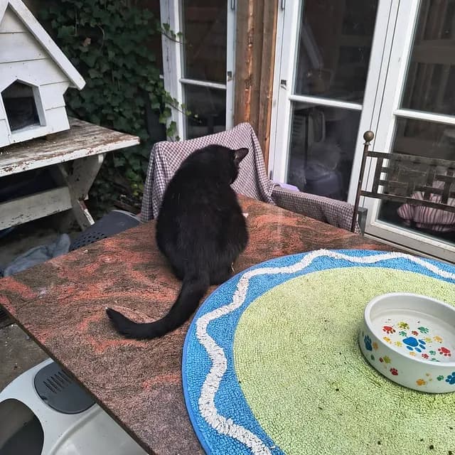 Daisy on table - beautiful black cat in comfortable setting