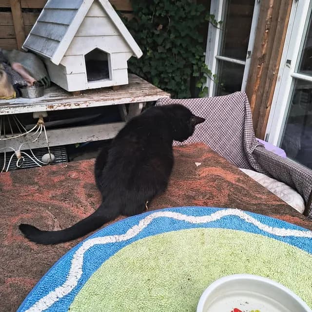 Daisy on patio - enjoying safe outdoor space