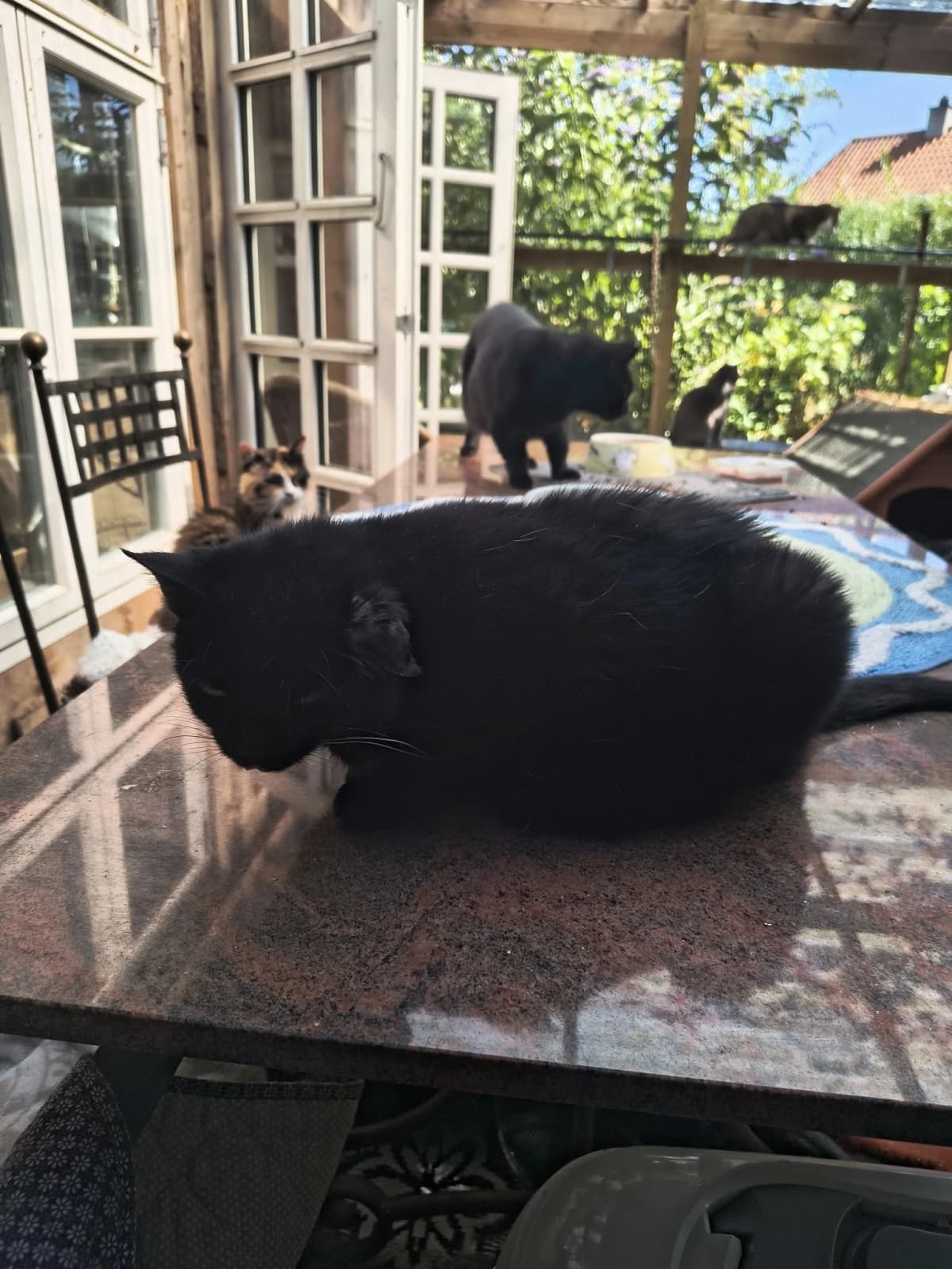 Daisy - smuk sort kat på bord