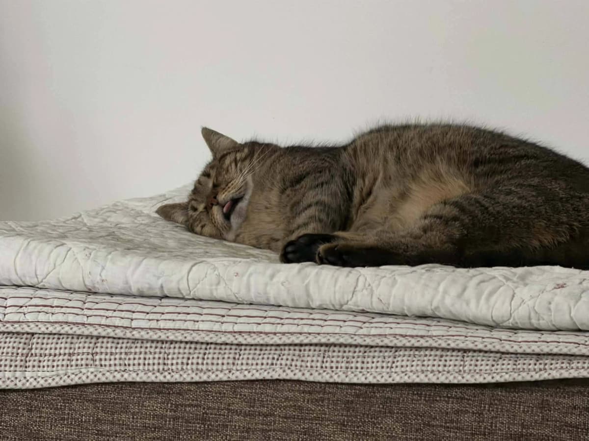 Tabby kat ligger og sover fredeligt på en hvid madras