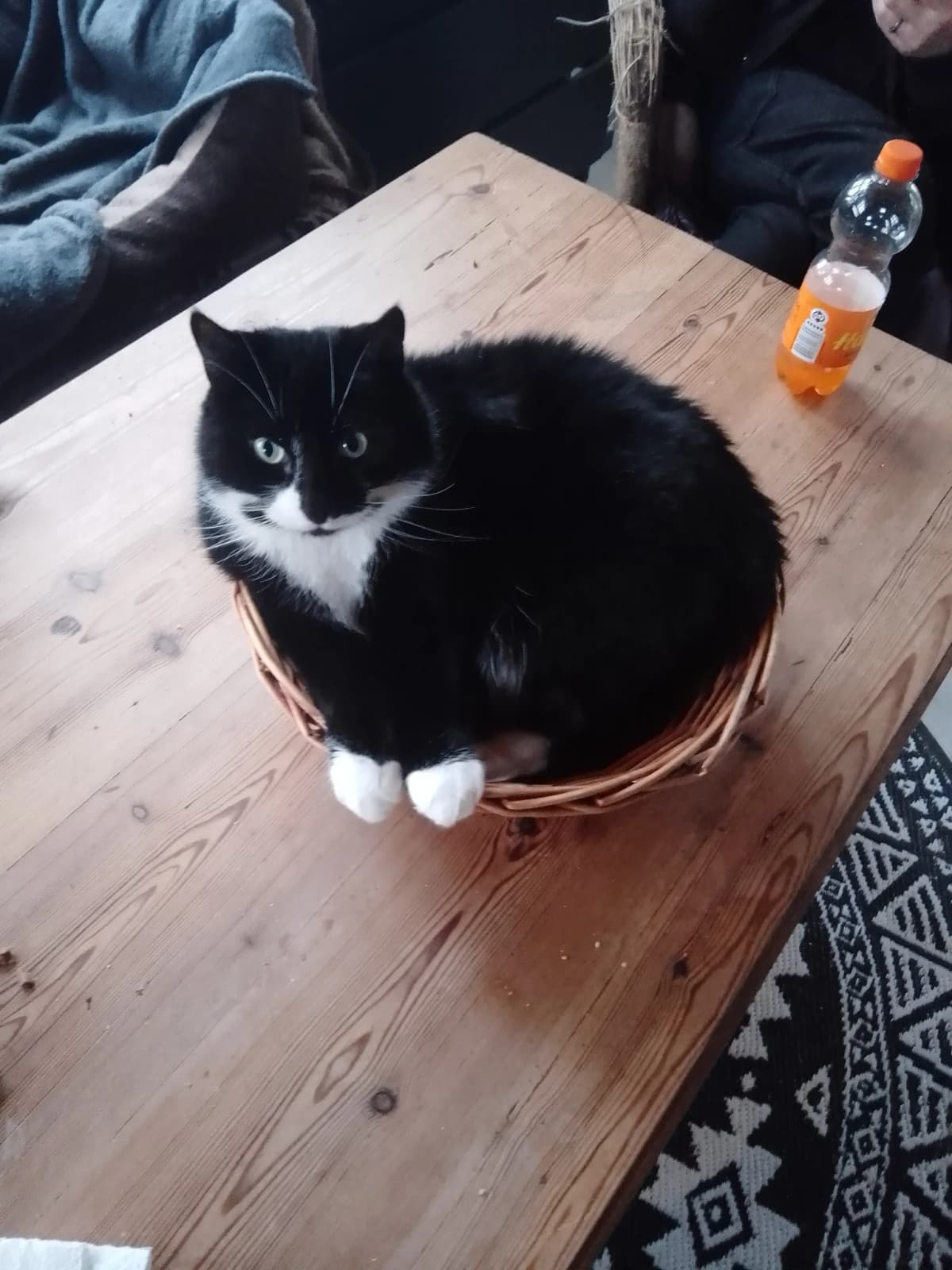 Eva - succesfuldt adopteret fra Kattekøbing