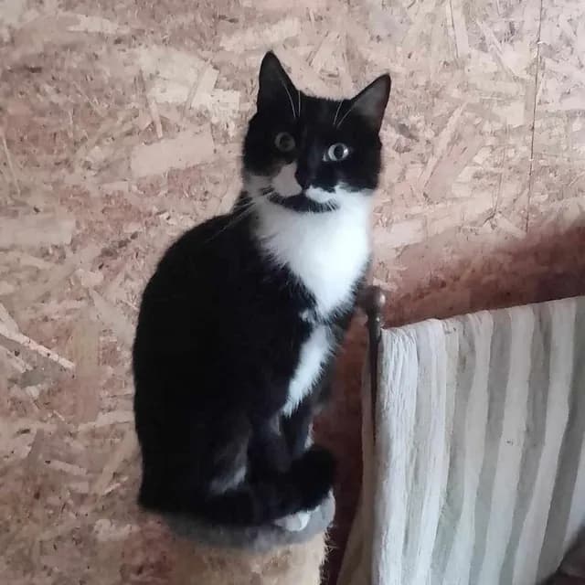 Sort-hvid kat Eva i refugiets udegård - nyder frisk luft