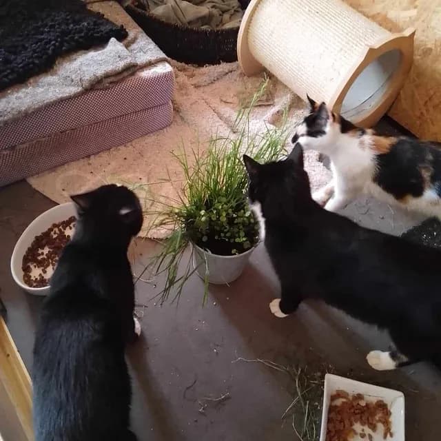 Eva (sort med hvid kind) med sine killinger i Katte Refugiet