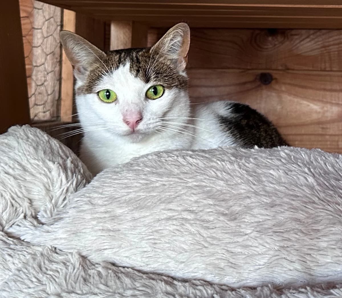 Close-up view of this lovely cat seeking a home