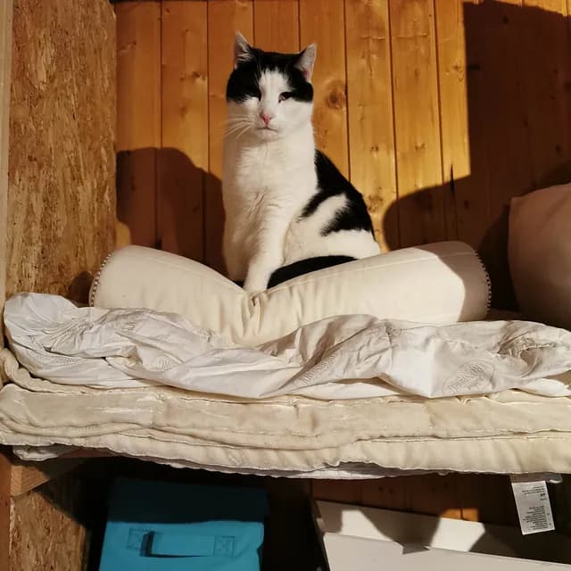 Close-up portrait - beautiful bonded pair