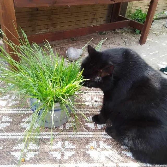 Senior cat comfort - Herkules in his golden years