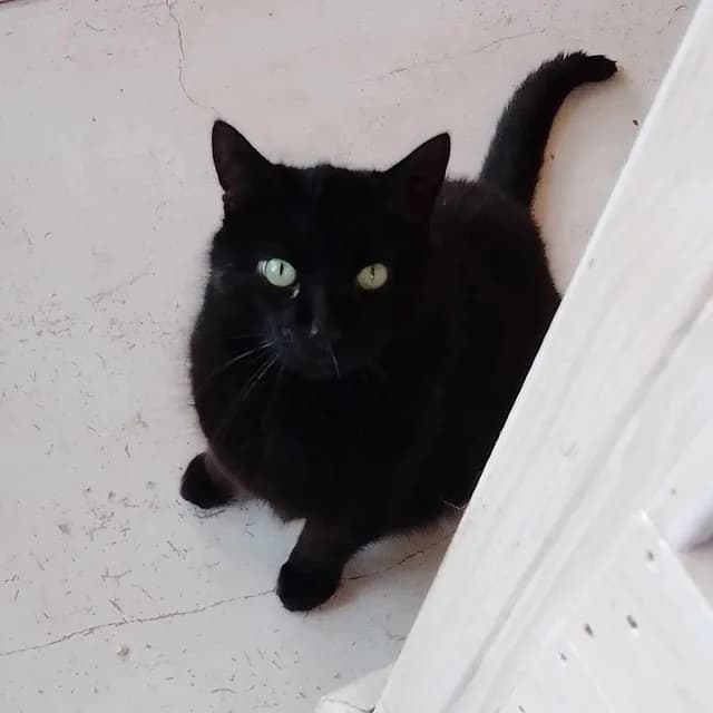 Herkules relaxing - content senior cat seeking love