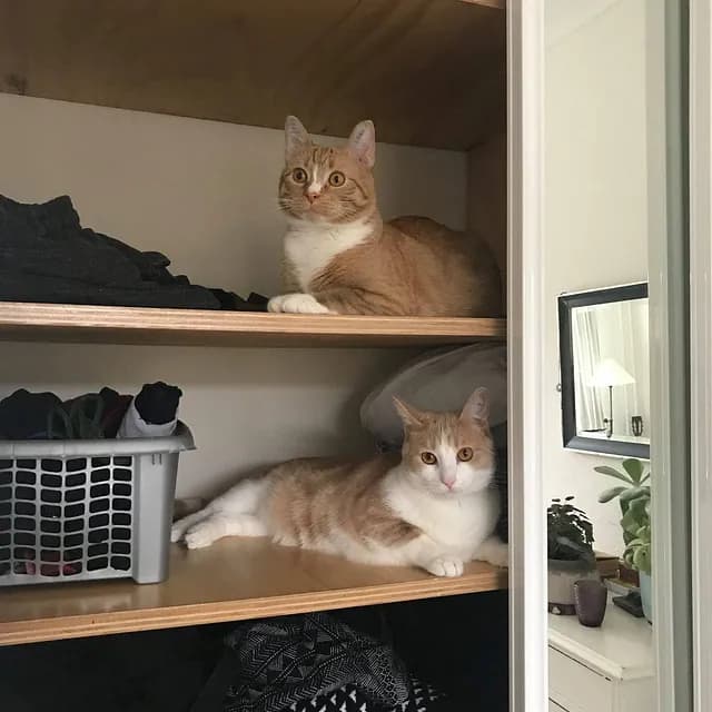 Kevin i skab med andre katte