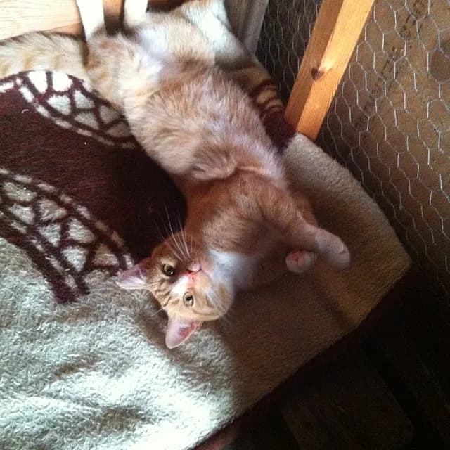 Kevin afslappet i sit kærlige hjem