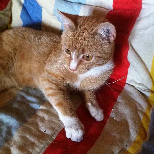 Kevin på stribet tæppe