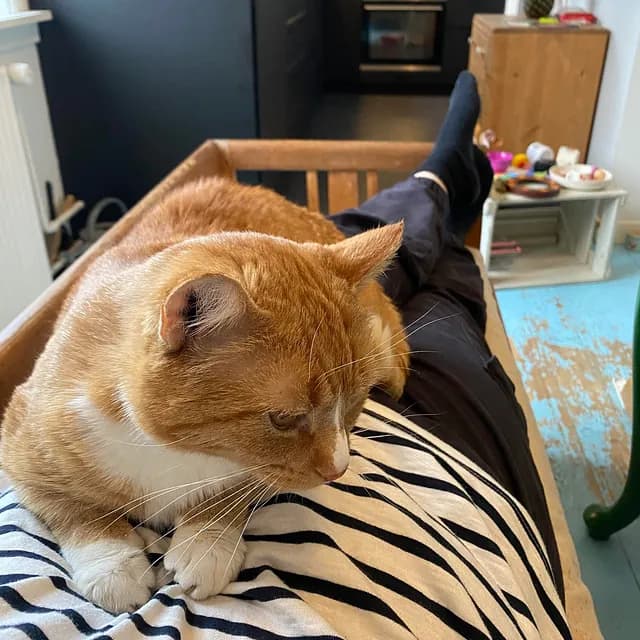 Kevin slapper af på sin ejer