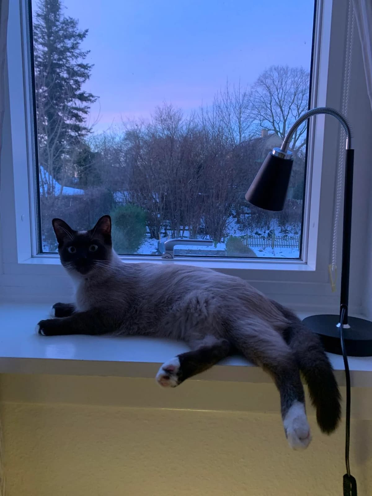 Kokos som lille 5-måneders killing