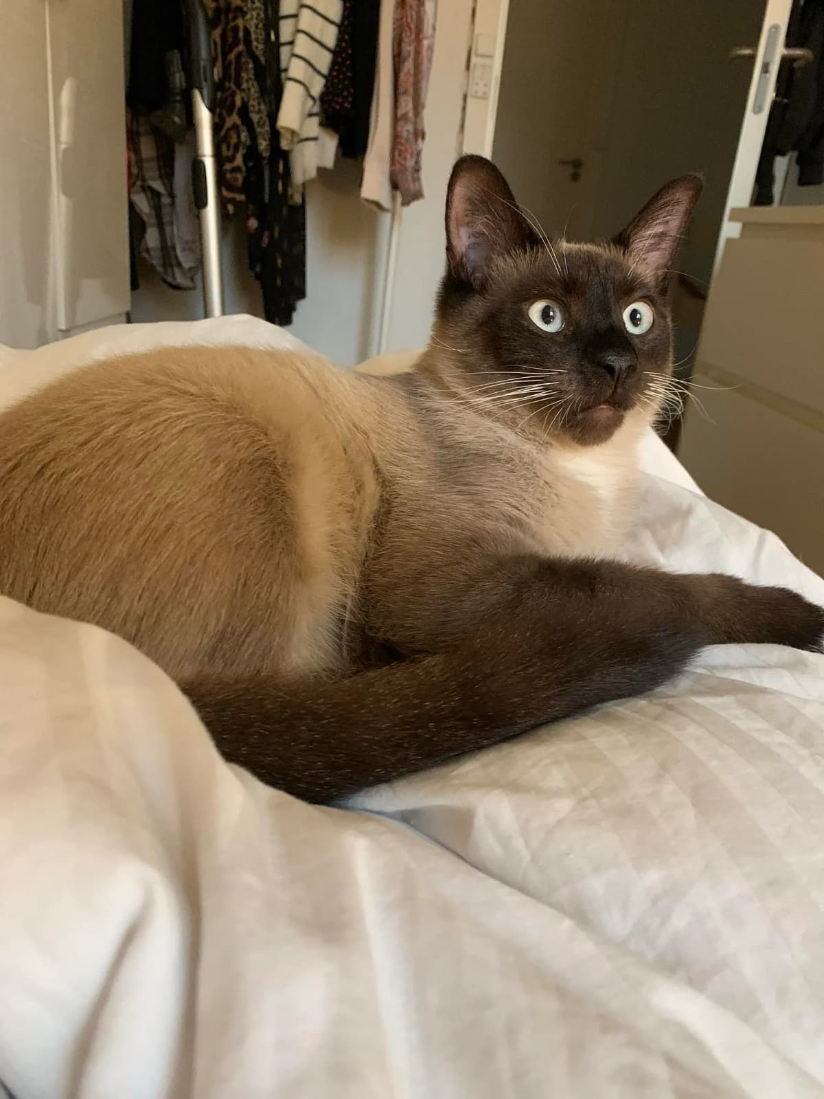 Kokos i sit nye hjem - tillidsfuld og lykkelig