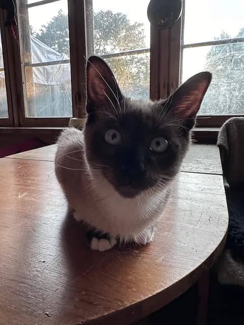 Kokos nyder puttetid på sofaen