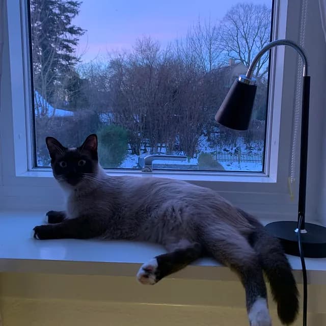 Kokos som ung kat - nysgerrig og imødekommende