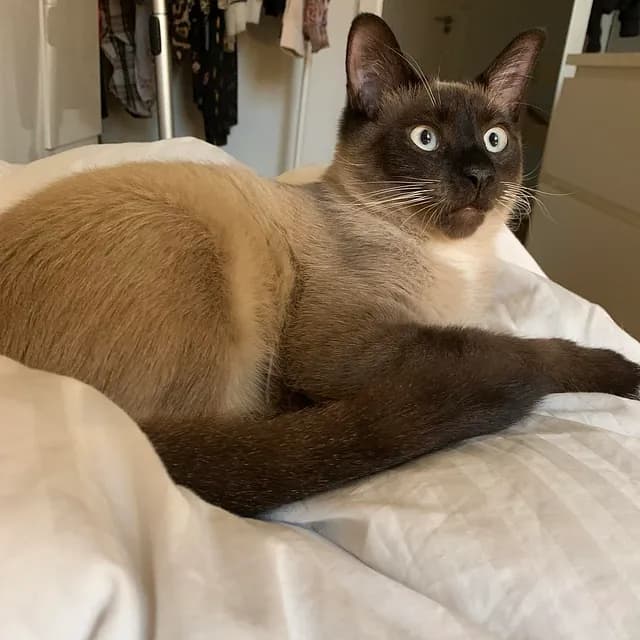 Kokos viser sin tillidsfulde og kærlige natur