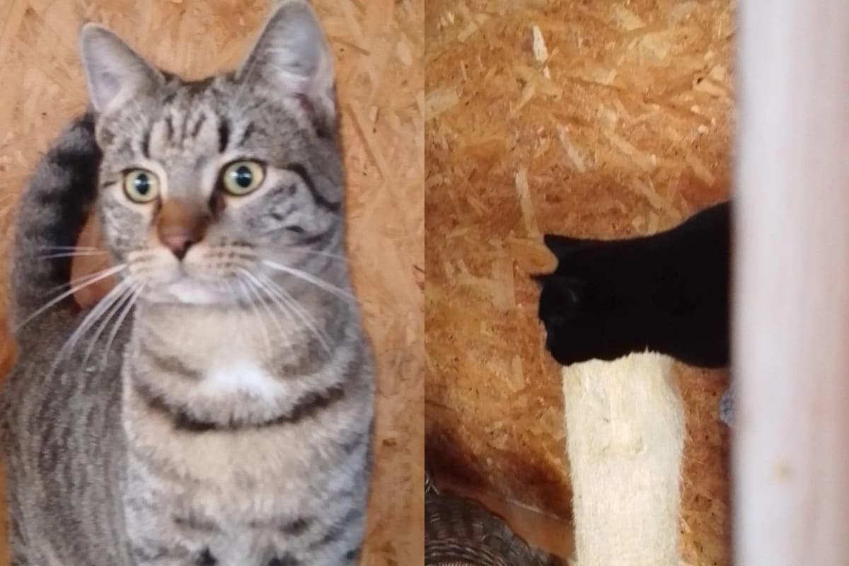 Laban og Sorte - to friske brødre