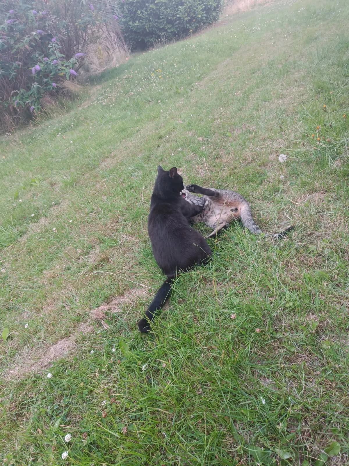 Laban og Sorte leger og tumler på græsplænen, Sorte ligger ovenpå Laban i kærlig leg