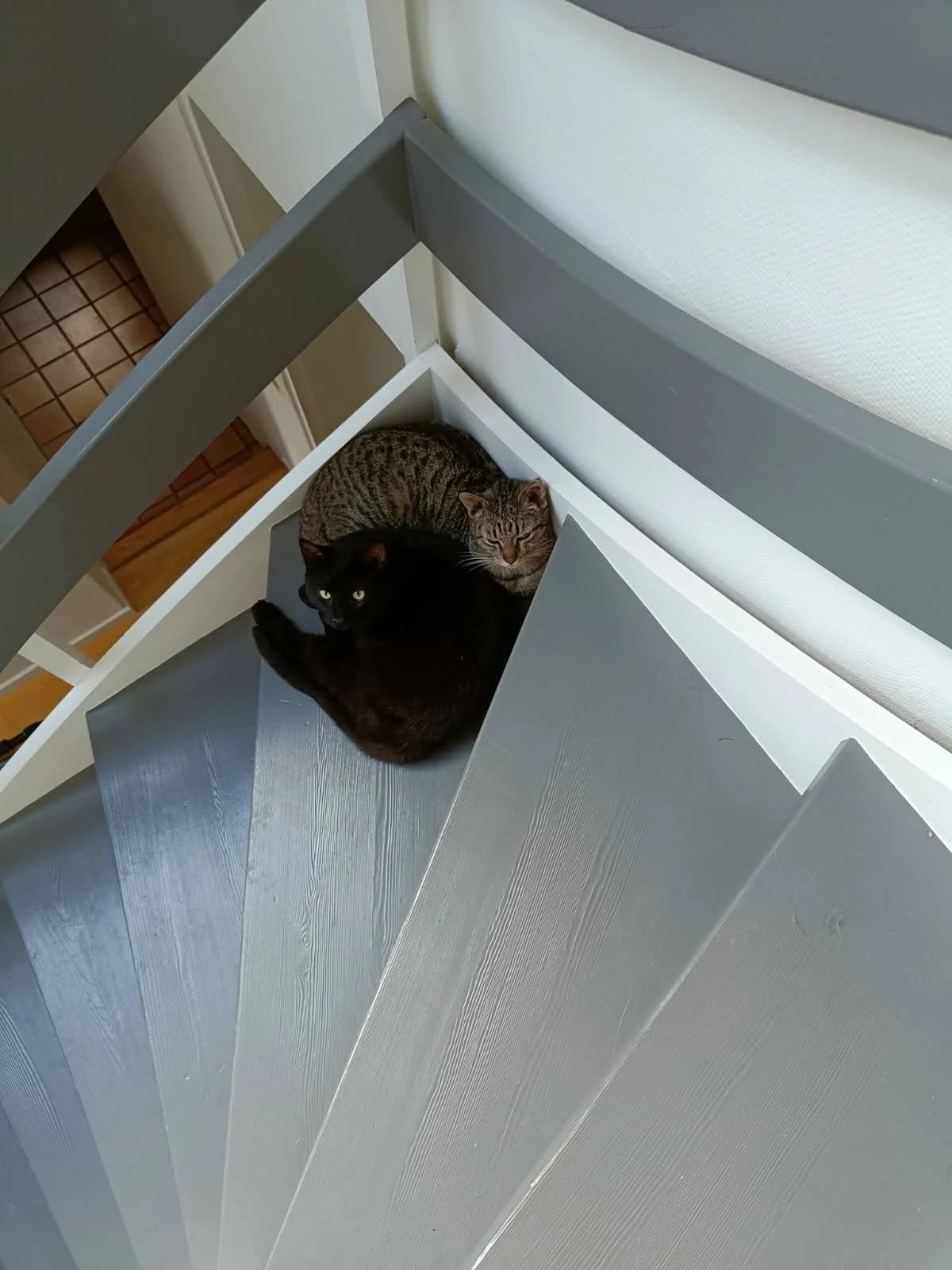 Laban og Sorte sidder tæt sammen på et trin på en grå trappe og kigger op mod kameraet