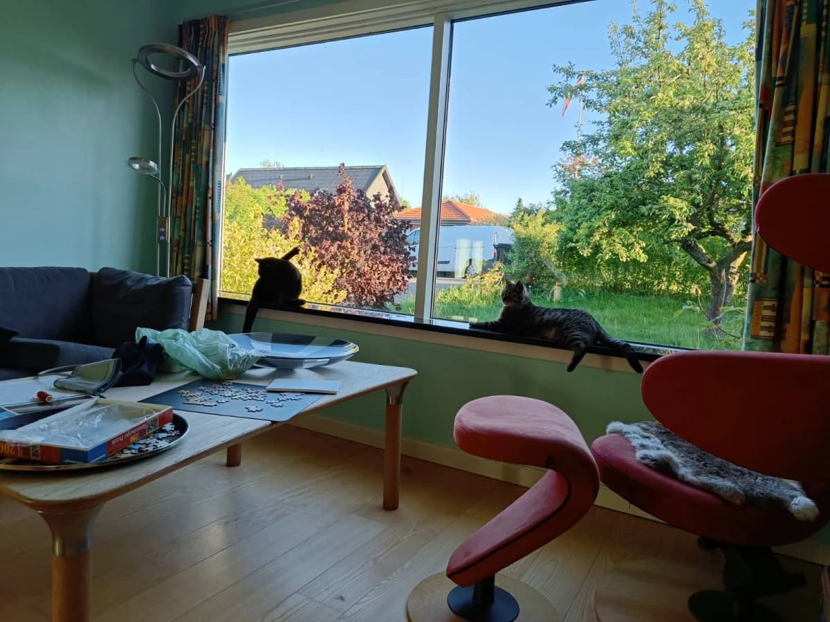 Laban og Sorte sidder i vindueskarmen og kigger ud på haven med træer, i en hyggelig stue med sofabord og puslespil