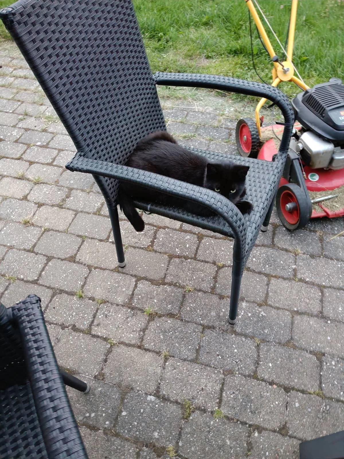 Sorte ligger sammenkrøllet på en mørk rattanstol på terrassen med græsplæne i baggrunden