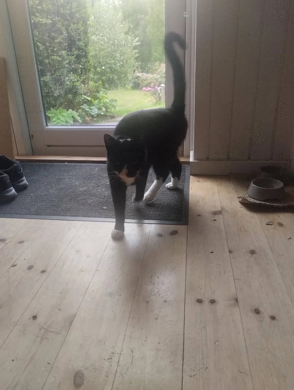 Lea, en sort-hvid kat med hvide poter og hævet hale, går ind ad en glasdør med udsigt til en grøn have