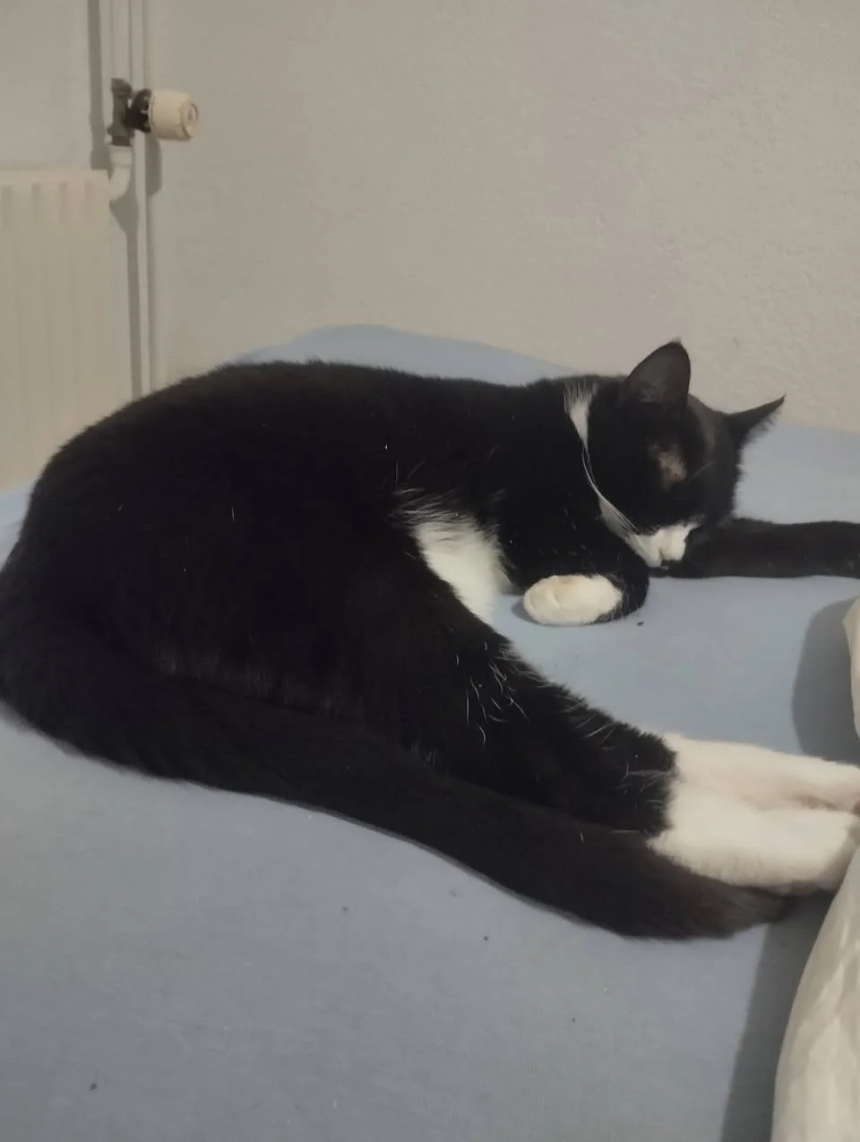 Lea ligger sammenrullet og sover fredeligt på et lyseblåt tæppe ved siden af en radiator