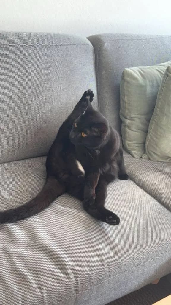 Loui sidder på en grå sofa og vasker sig med det ene bagben løftet