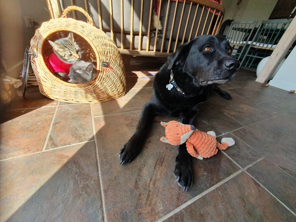 En af kattene sammen med hunden Grace i kurv