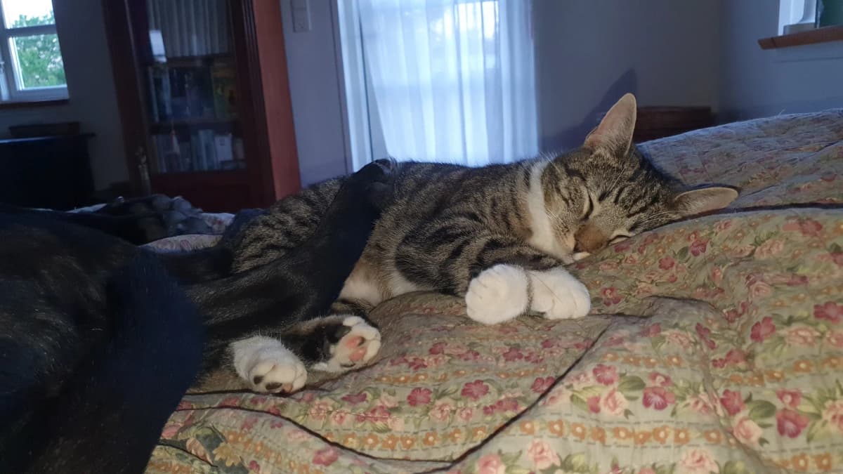 Kat og hund sover sammen