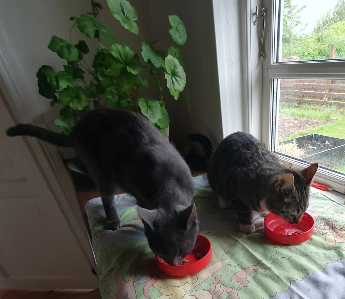 Minnie Mus og Miss Mary spiser ved vinduet