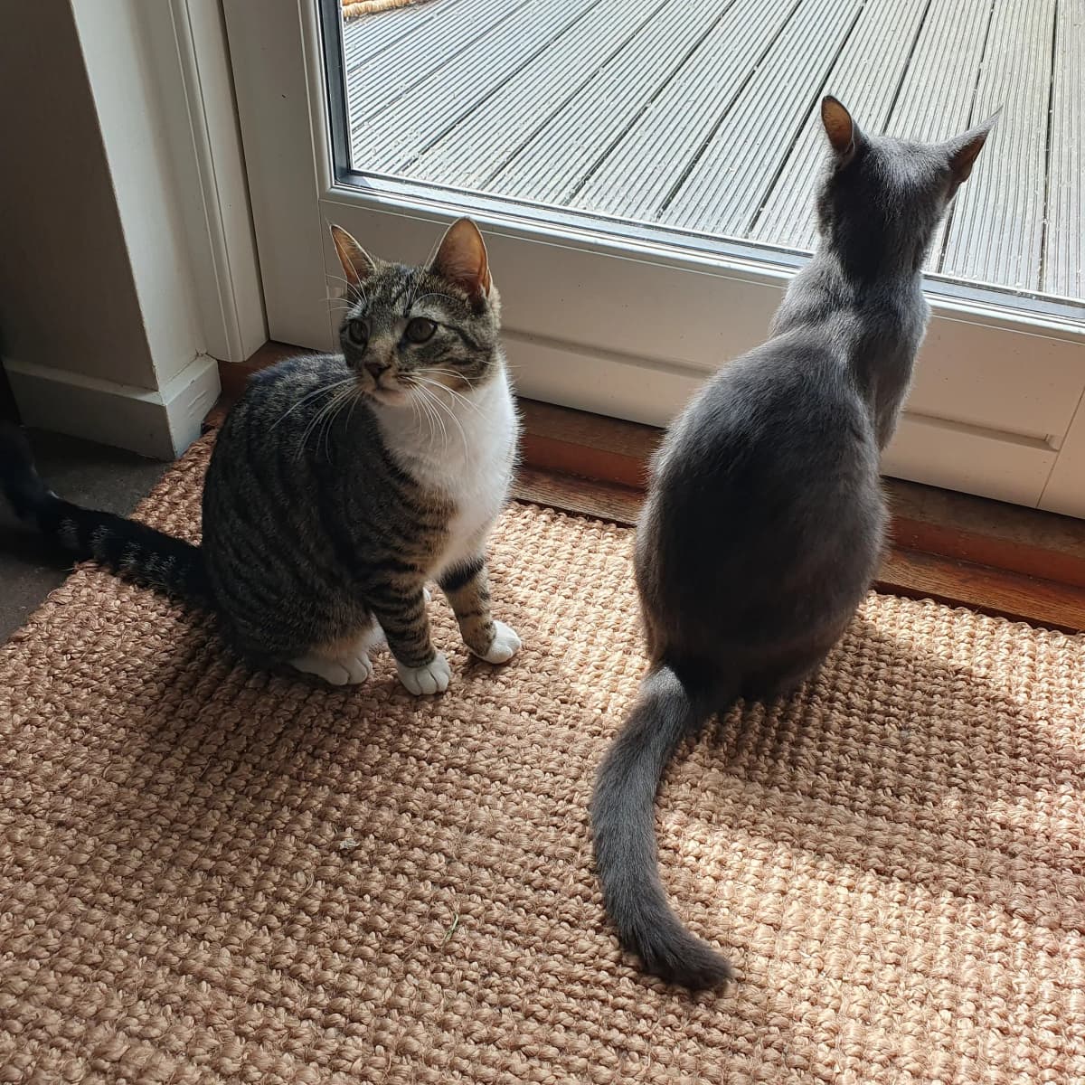 Minnie Mus og Miss Mary kigger ud af vinduet