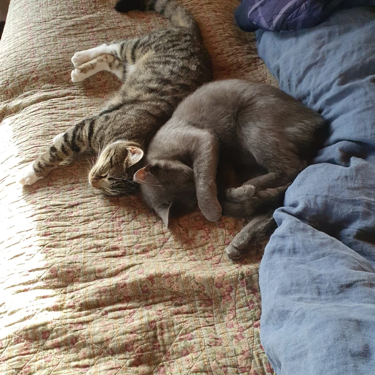 Minnie Mus og Miss Mary sover sammen