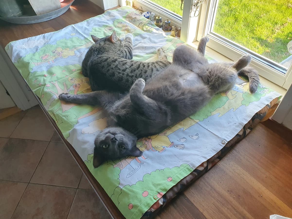 Kattene nyder solen