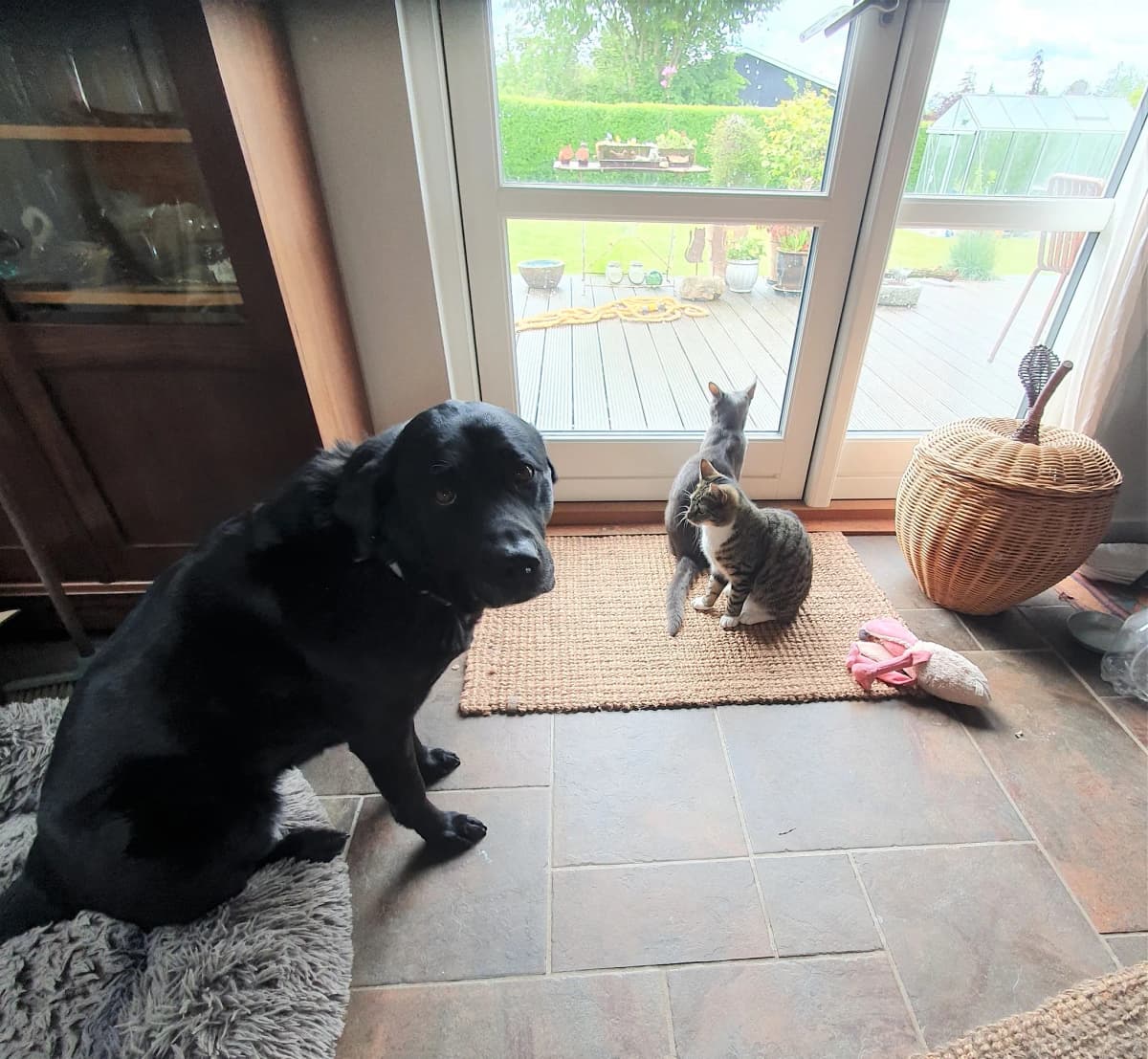 Grace hunden sammen med kattene ved vinduet