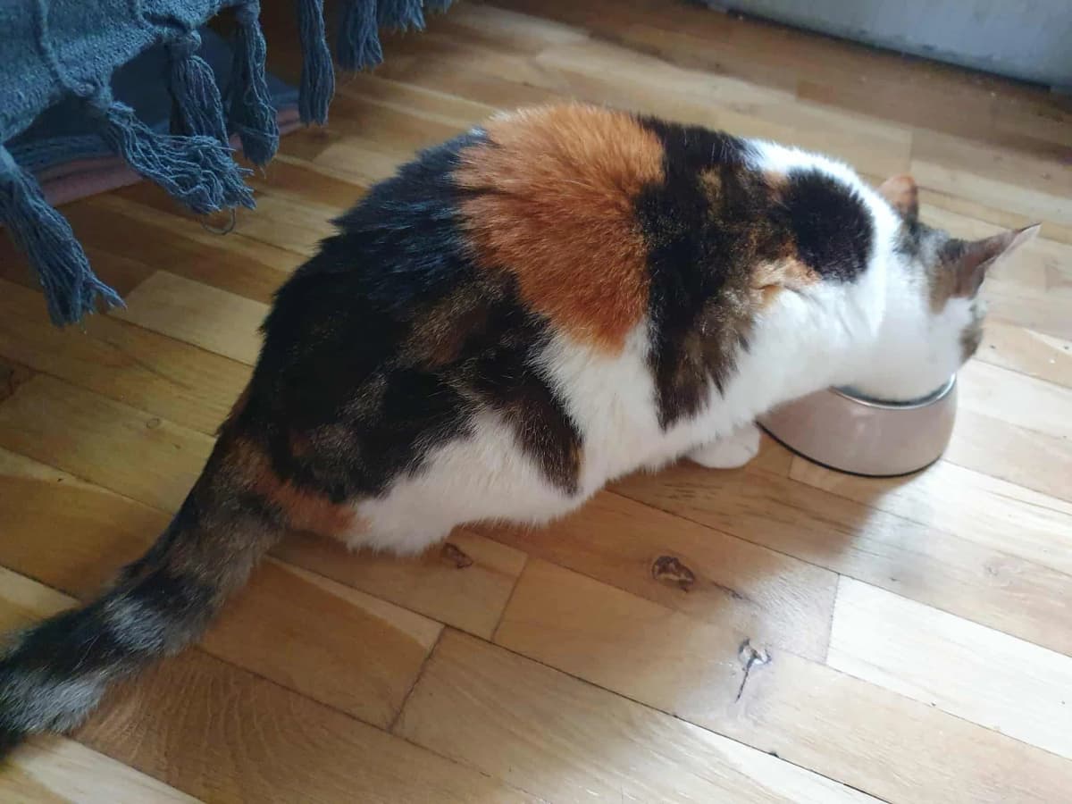 Mis Mus spiser fra sin skål på gulvet i sit nye hjem